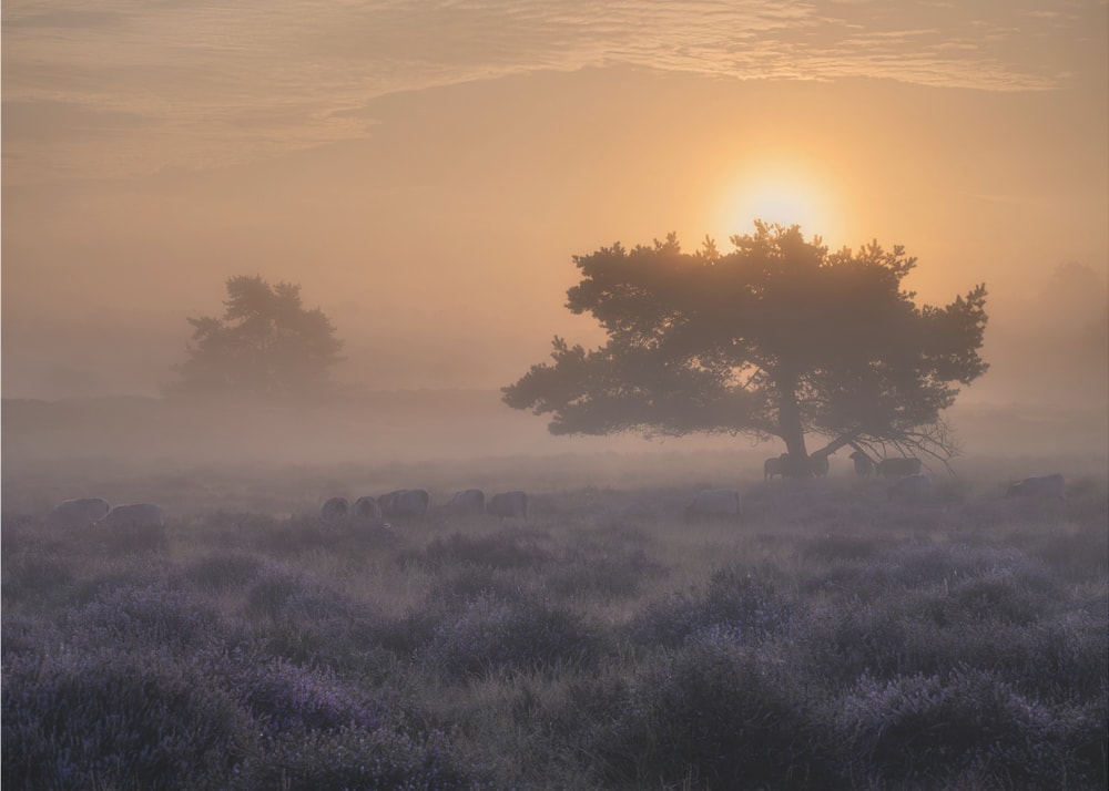 Misty Heather Sunrise