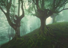 Enchanted Forest Trees