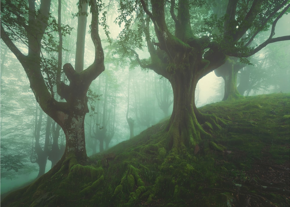 Enchanted Forest Trees
