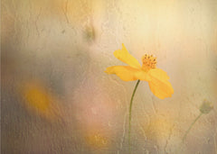 Blommor Cosmos in rain – Fototapet med kosmos- i regn och gula toner – fototapet med unikt motiv som skapar en inspirerand...