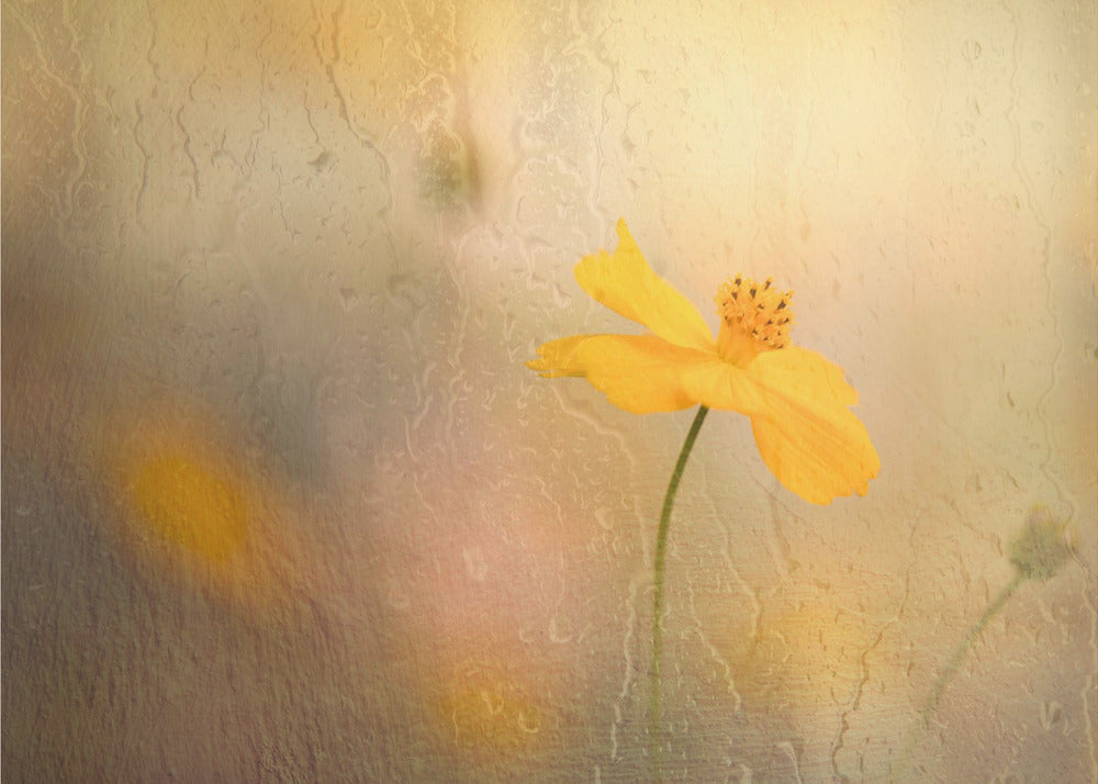Cosmos in rain – Fototapet med kosmos-blommor i regn och gula toner