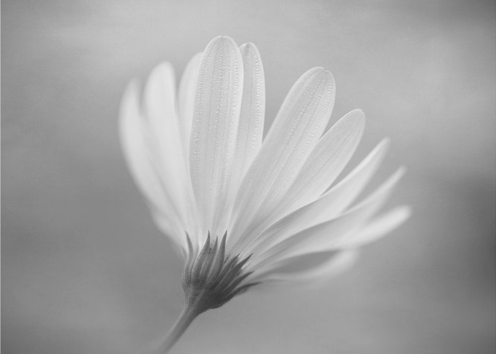 Delicate White Bloom