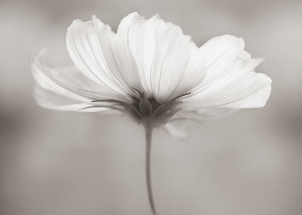 Soft Sepia Bloom