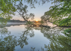 Sunrise Lake Tree Reflection