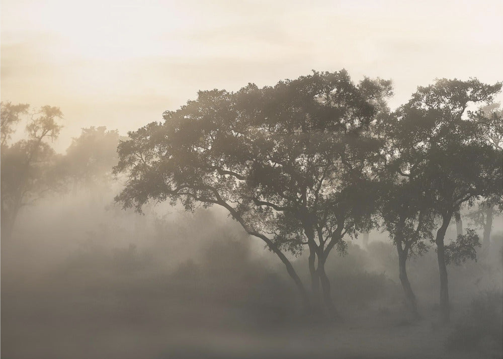 SAVANNAH SUNRISE