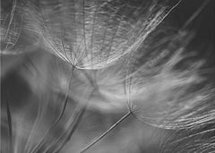 Soft Dandelion Whispers