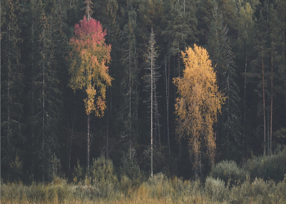 Autumn Forest Contrast