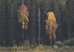 Autumn Forest Contrast