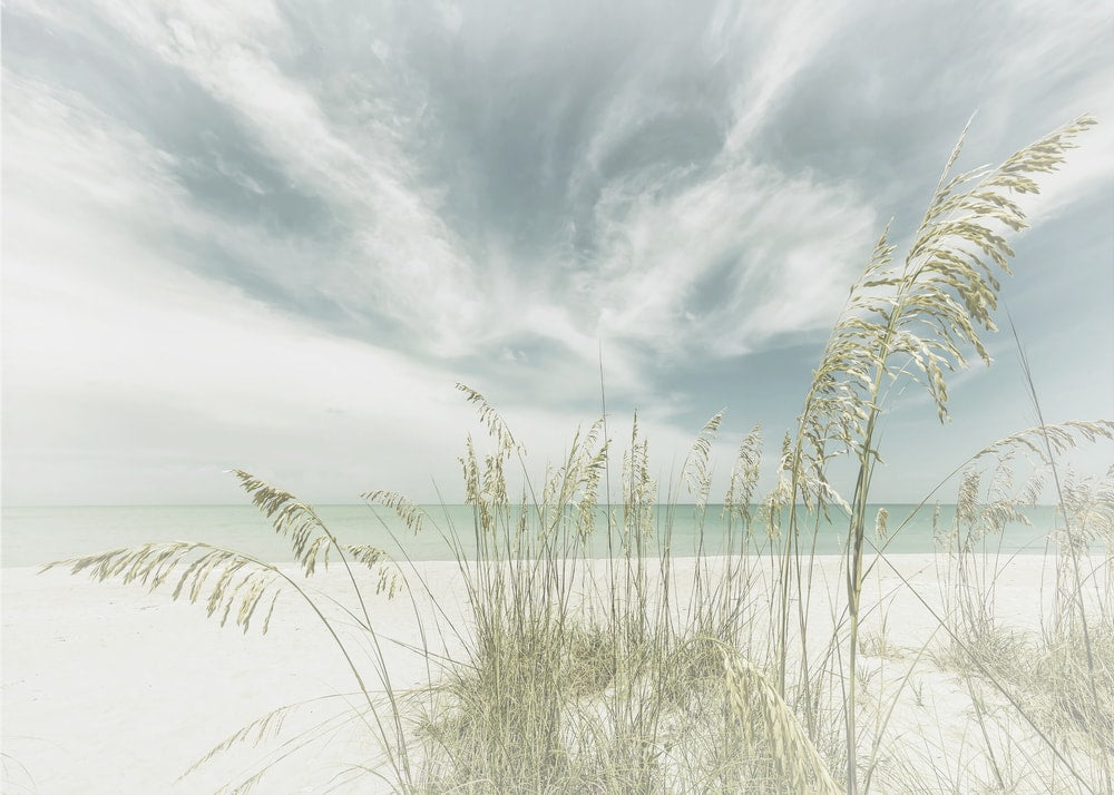 Serene Beach Grass
