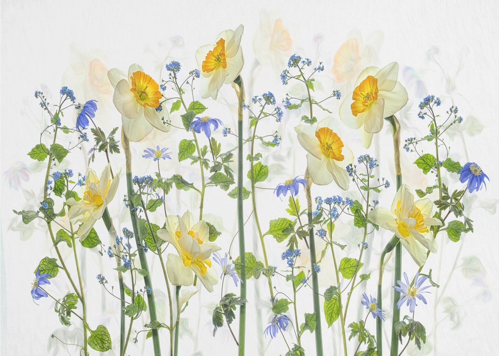 Spring Daffodils and Blues