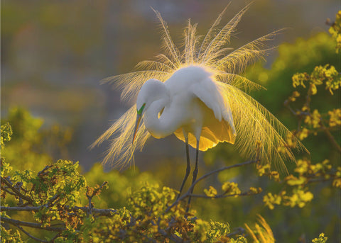 A Great Egret - Fototapet med silvertäger i naturlig miljö