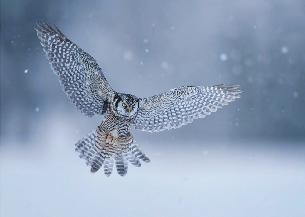 Northern Hawk Owl