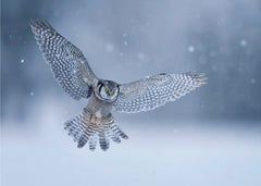 Djur Northern Hawk Owl – kvalitetsprodukt för ett vackrare och mer hållbart hem