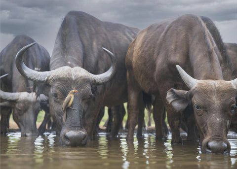 The Herd & the Oxpecker