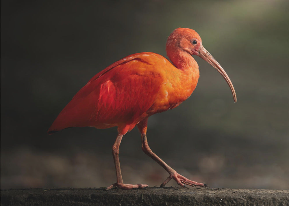 Oransje