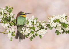Blommor Bee-eater – Exotisk fototapet med biätare och rosa – fototapet med unikt motiv som skapar en inspirerande fondvägg