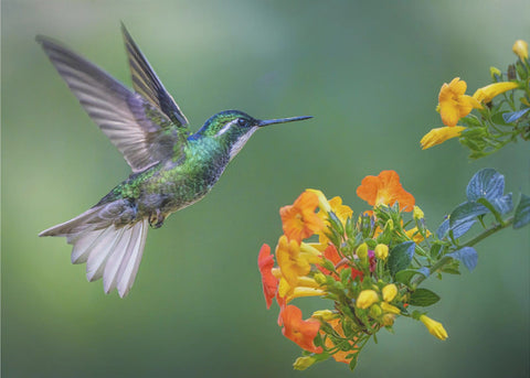 Oh, Summer Is Here - Ljuvligt fototapet med sommarkänsla och blommor
