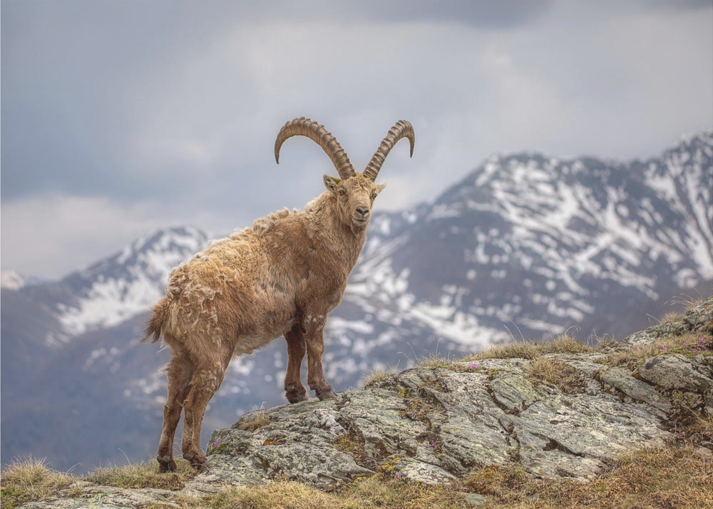 the king of the alps in his kingdom