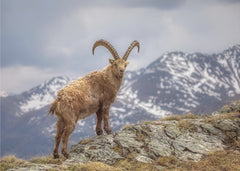 Djur the king of the alps in his kingdom – kvalitetsprodukt för ett vackrare och mer hållbart hem