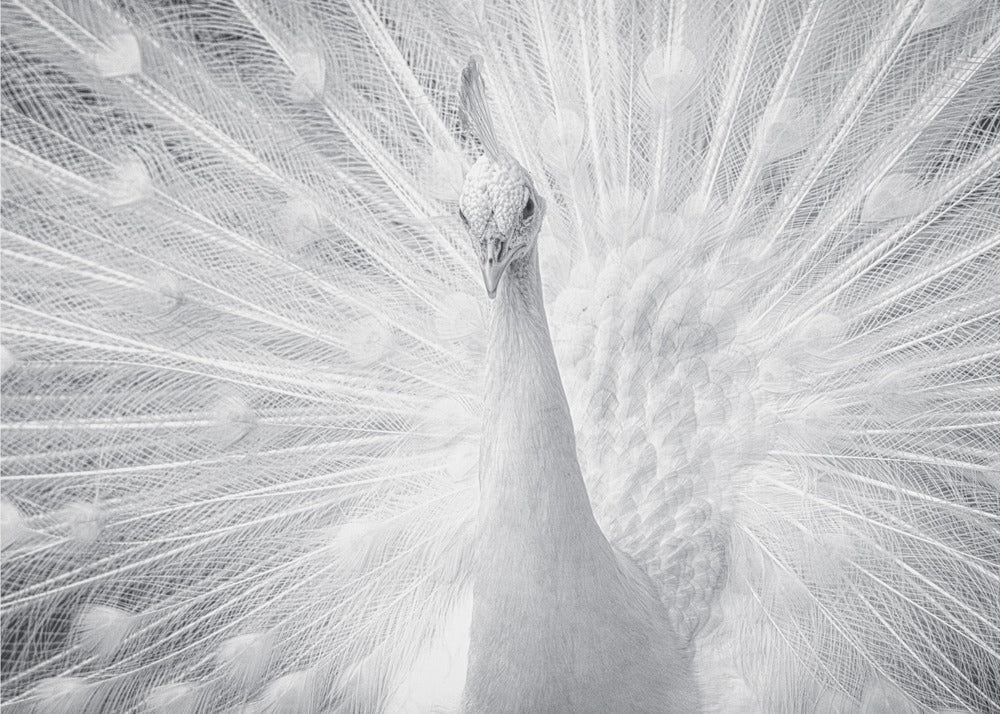 White Peacock