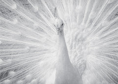 Djur White Peacock – kvalitetsprodukt för ett vackrare och mer hållbart hem