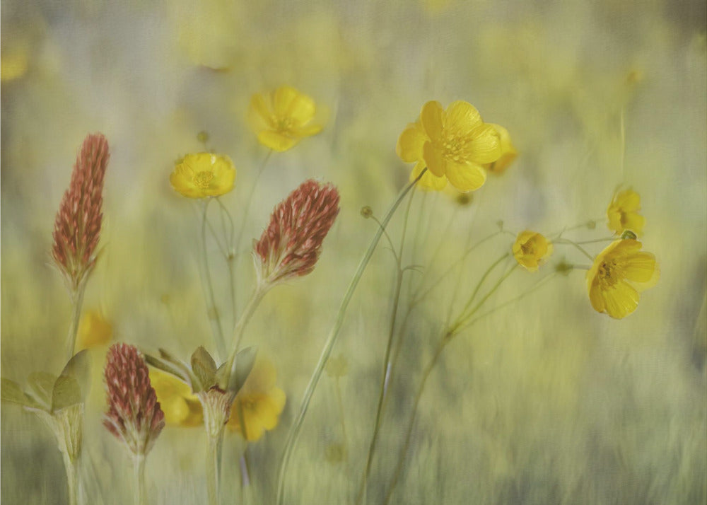 Field flowers