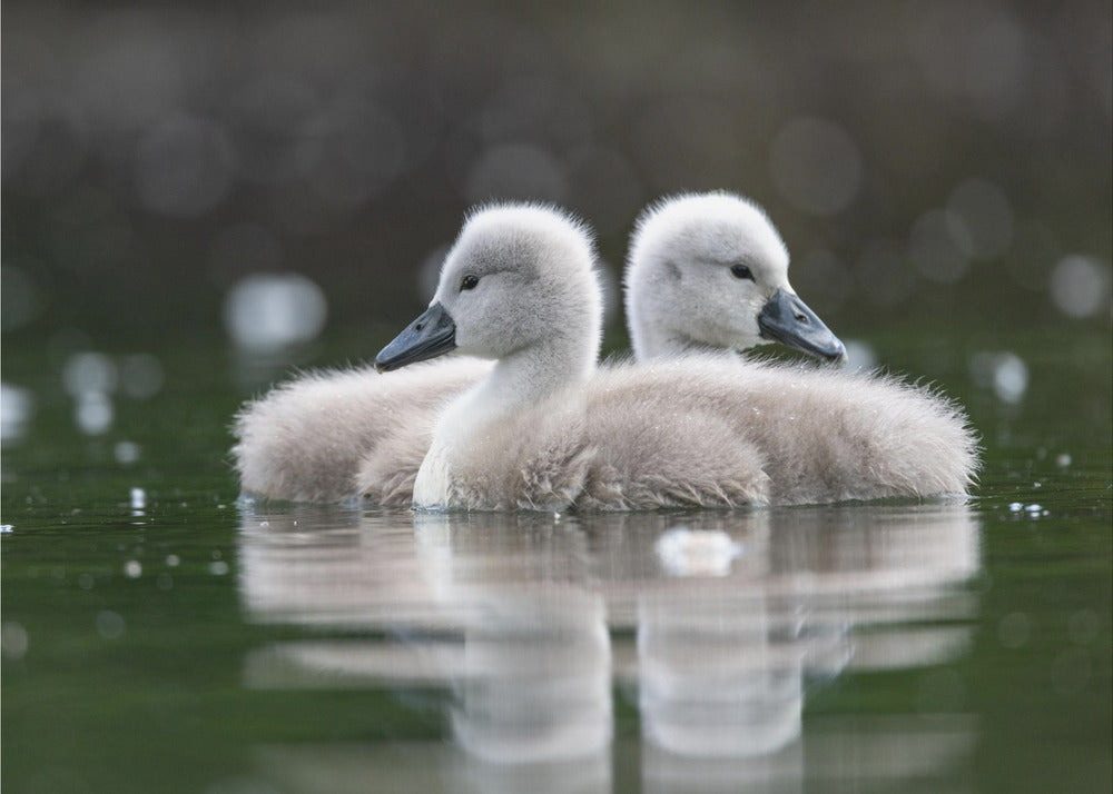 Baby swans