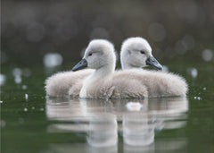Djur Baby swans – kvalitetsprodukt för ett vackrare och mer hållbart hem