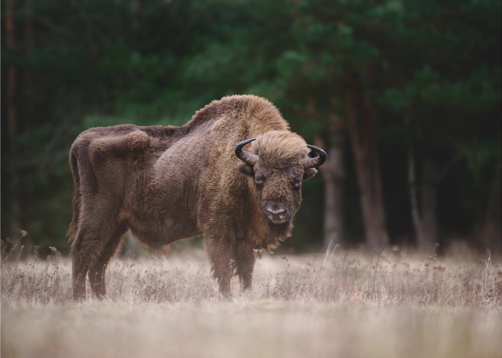 European bison