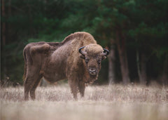 Djur European bison – kvalitetsprodukt för ett vackrare och mer hållbart hem