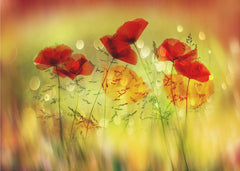 Blommor Dancing - Fototapet med dansande vallmor i rött – fototapet med unikt motiv som skapar en inspirerande fondvägg
