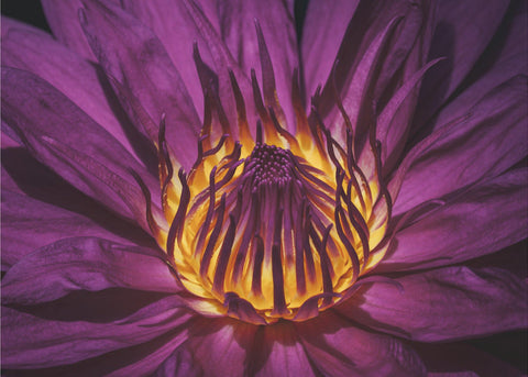 Radiant Purple Lotus – Fototapet med purpurfärgad lotus i makro