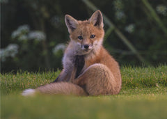 Djur Red fox – kvalitetsprodukt för ett vackrare och mer hållbart hem