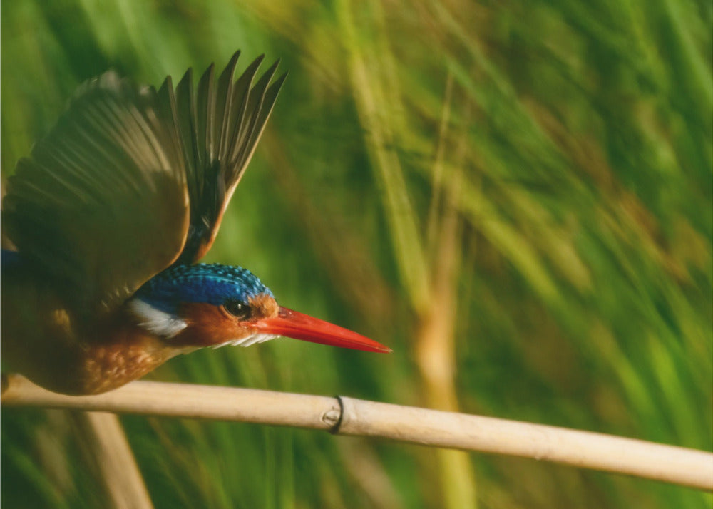 Malachite Kingfisher takeoff