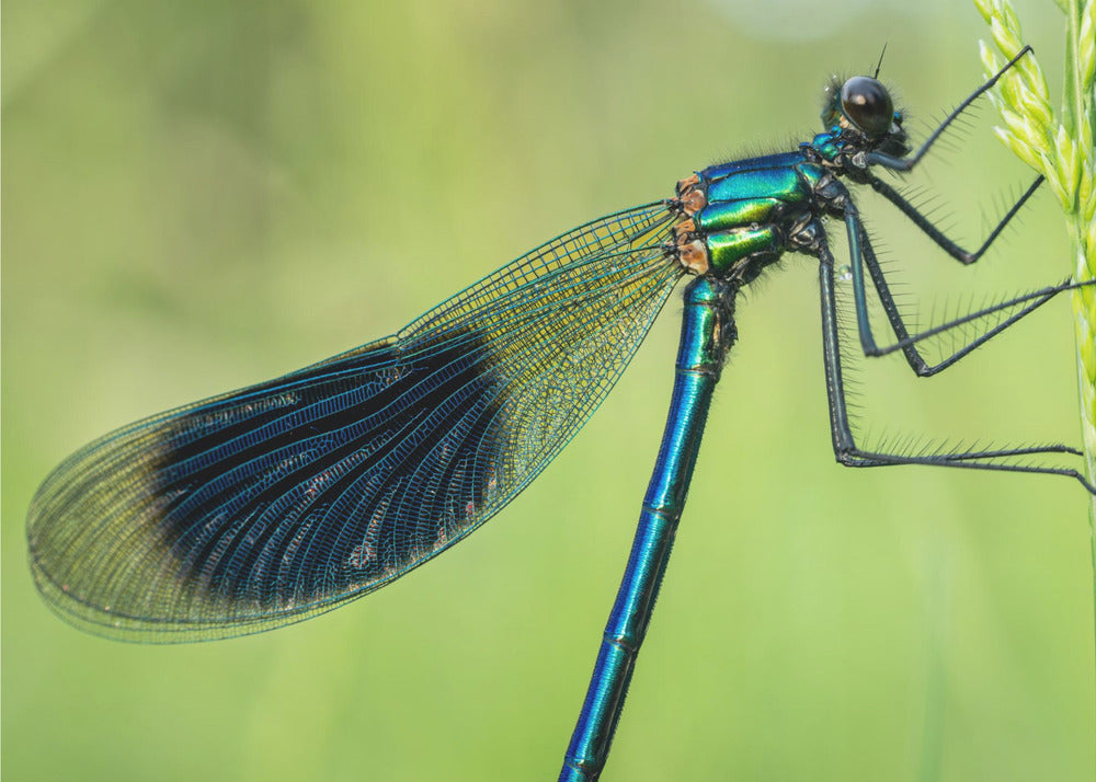 Beautiful Dragonfly