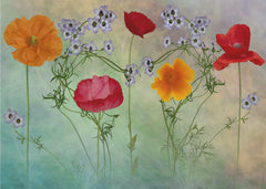 Vibrant Poppy Meadow