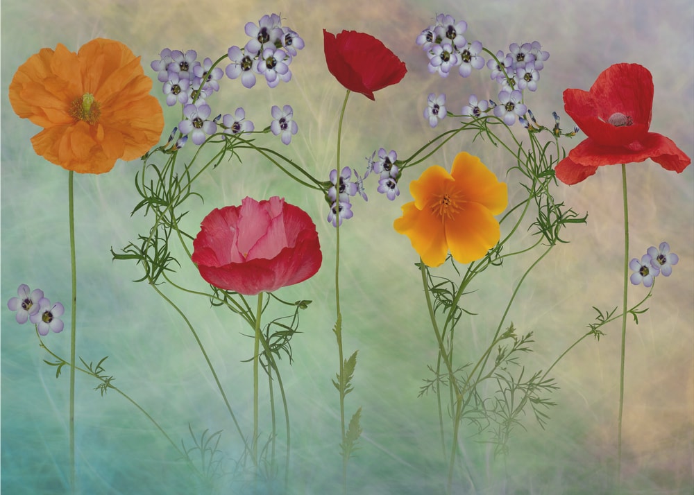 Vibrant Poppy Meadow