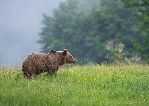 A calm evening was falling on the hills