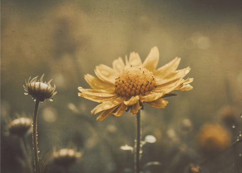 Yellow Field Flower - Vackert fototapet med gul blomma och naturens skönhet