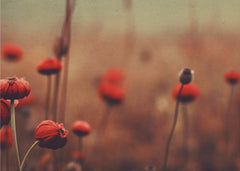 Blommor Red Flowers no 1 - Vackert fototapet med röda vallmo och landskap – fototapet med unikt motiv som skapar en inspir...