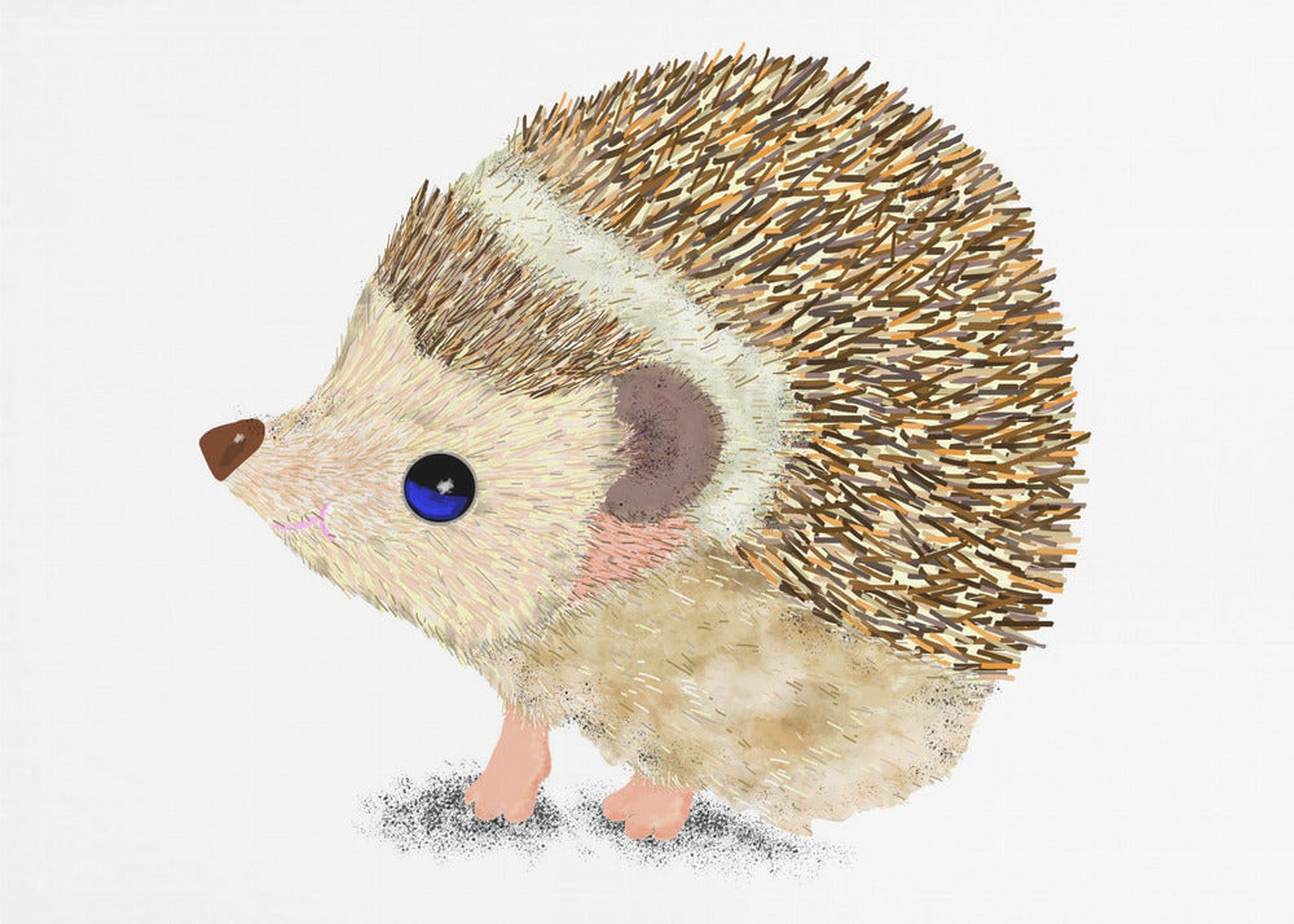 Hedgehog