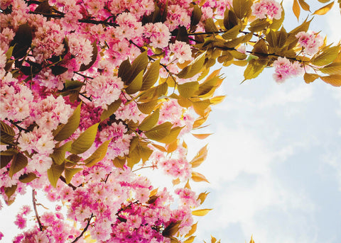Blossom pink – Romantisk fototapet med körsbärsblommor i rosa toner
