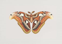 Konst Atlas Moth – kvalitetsprodukt för ett vackrare och mer hållbart hem
