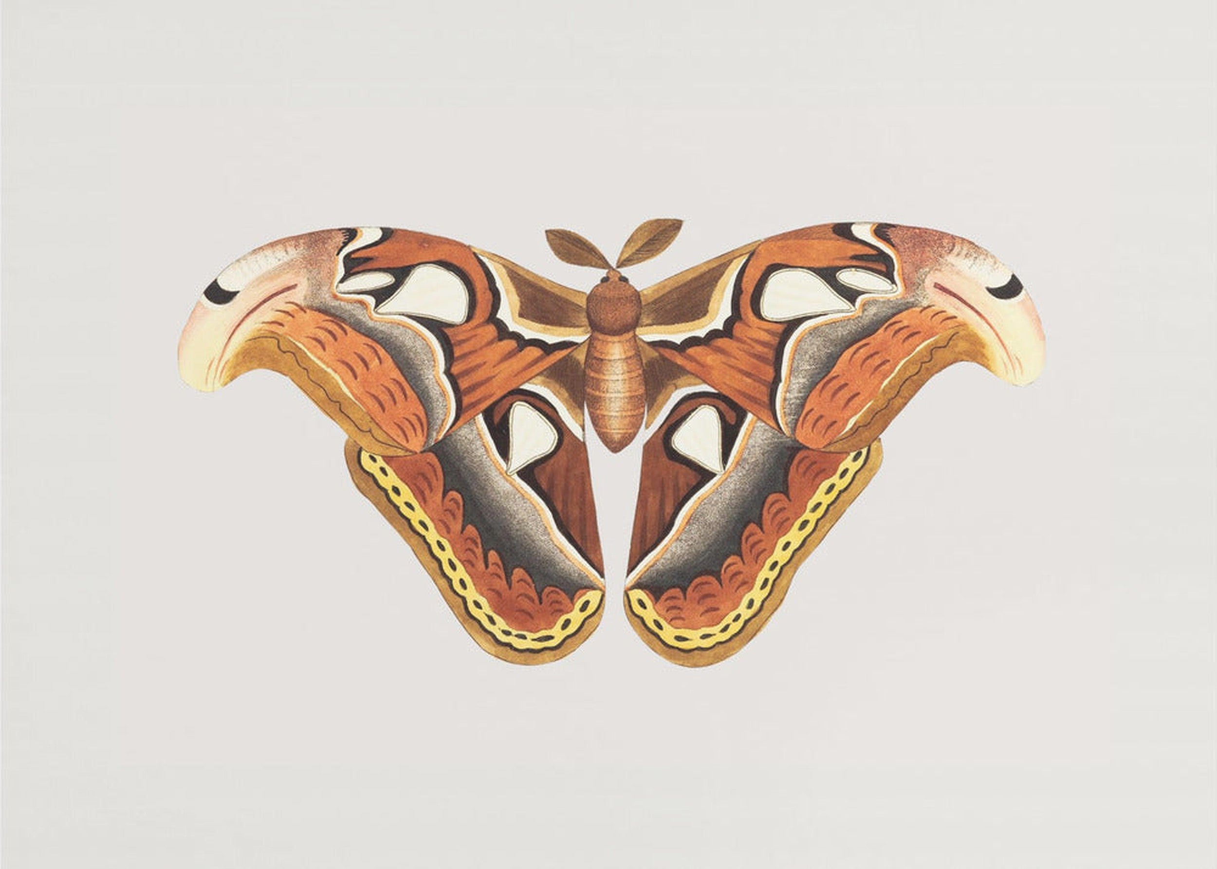 Atlas Moth