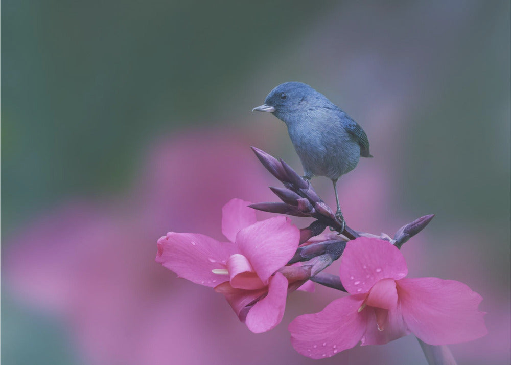 On the top of happiness - Fototapet med fugl blant rosa blomster