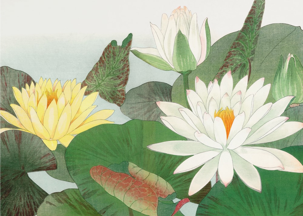 Nymphaea Lotus No.2