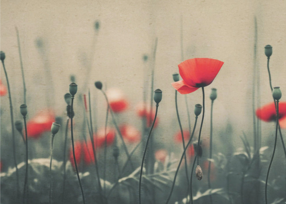 Nostalgic Nature No 23 – Fototapet med vilda vallmor