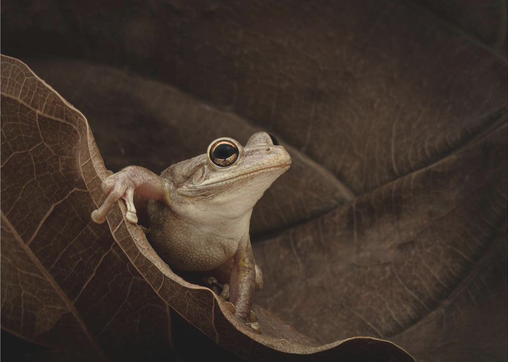 Cuban Tree Frog