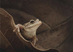 Djur Cuban Tree Frog – kvalitetsprodukt för ett vackrare och mer hållbart hem