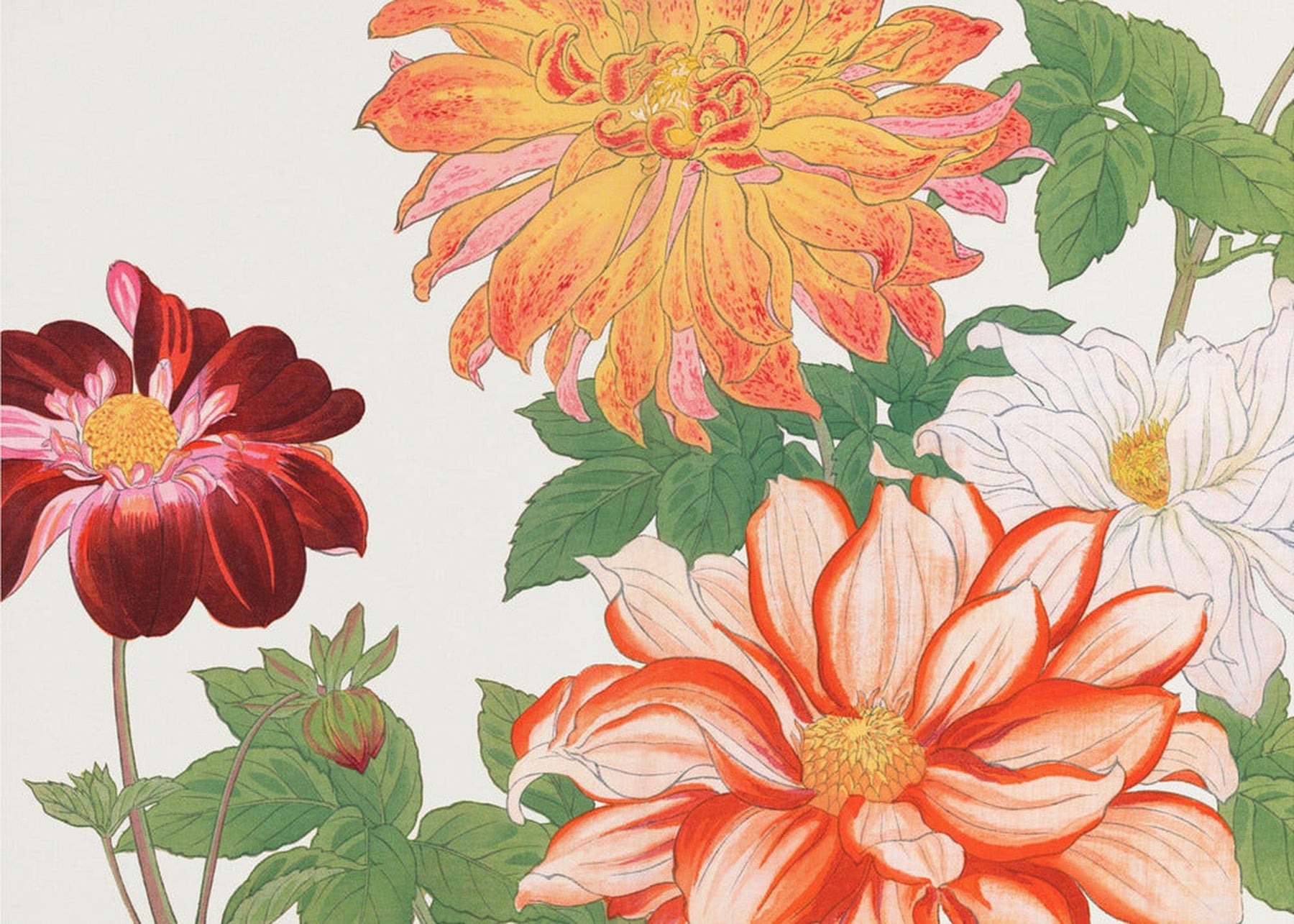 Dahlia Blomst nr. 2